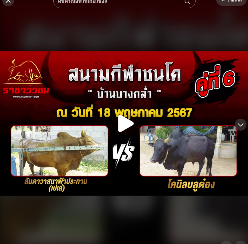 ราชาวัวชน17-5-67