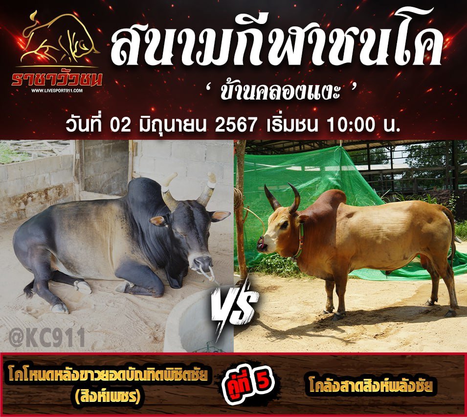 โปรแกรมวัวชน02-6-67