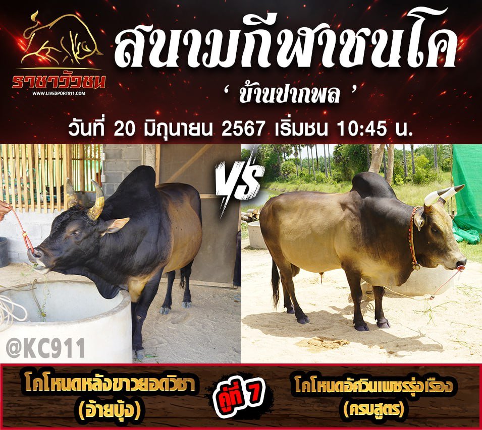 โปรแกรมวัวชน20-6-67