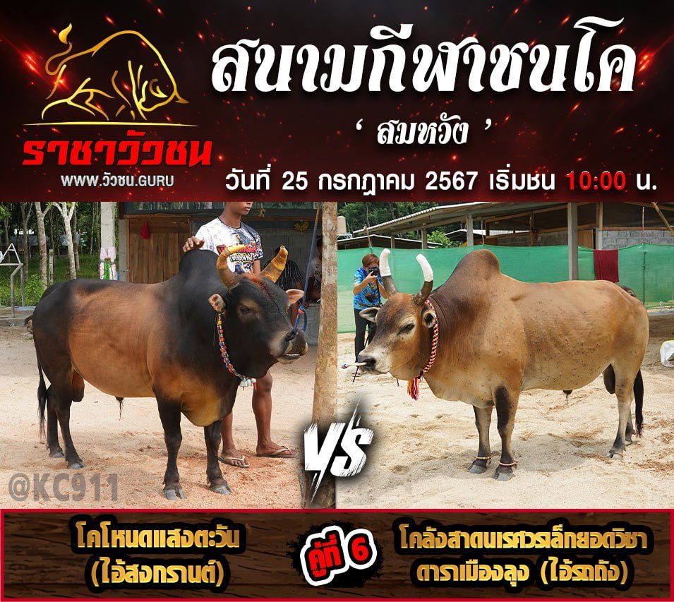 โปรแกรมวัวชน 25-7-2567