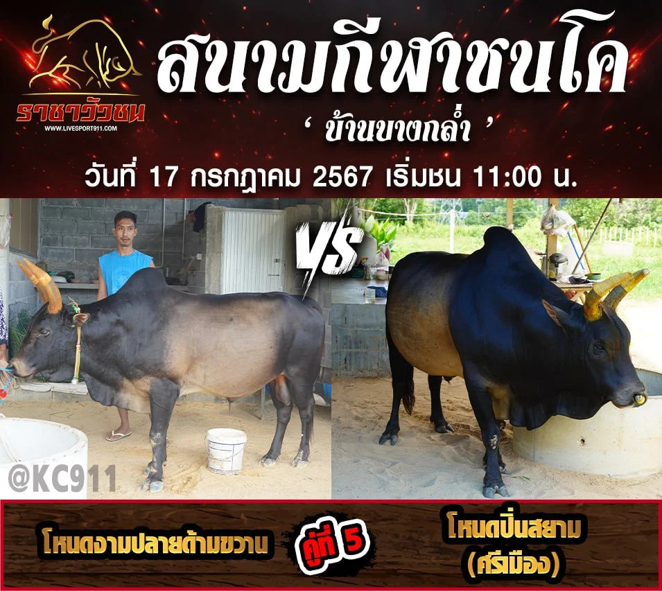 โปรแกรมวัวชน 17-7-2567