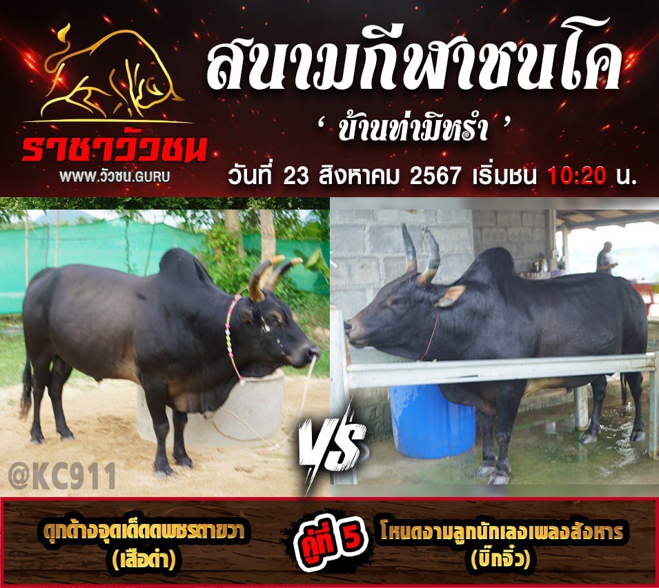 คลิปวัวชนย้อนหลัง 23-8-2567