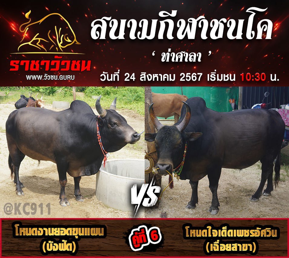 คลิปวัวชนย้อนหลัง 24-5-2567