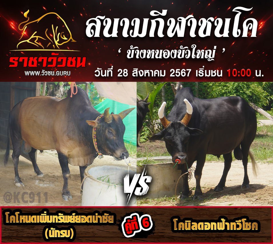 คลิปวัวชนย้อนหลัง 28-8-2567