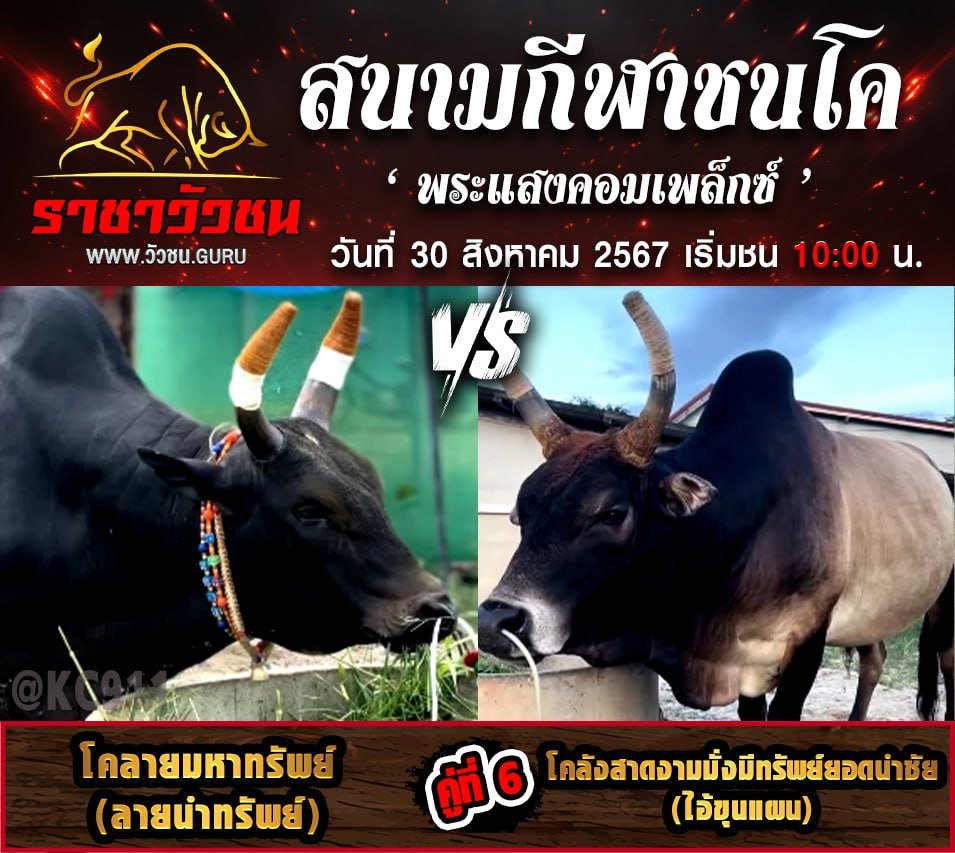 คลิปวัวชนย้อนหลัง 30-8-2567