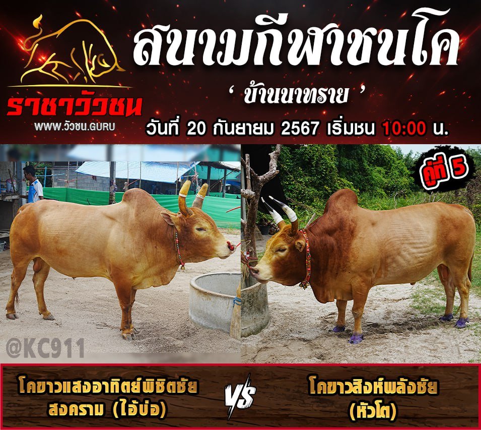 โปรแกรมวัวชน 20-9-2567