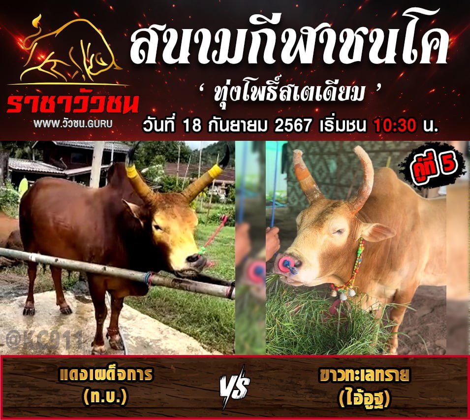 คลิปวัวชนย้อนหลัง 18-9-2567