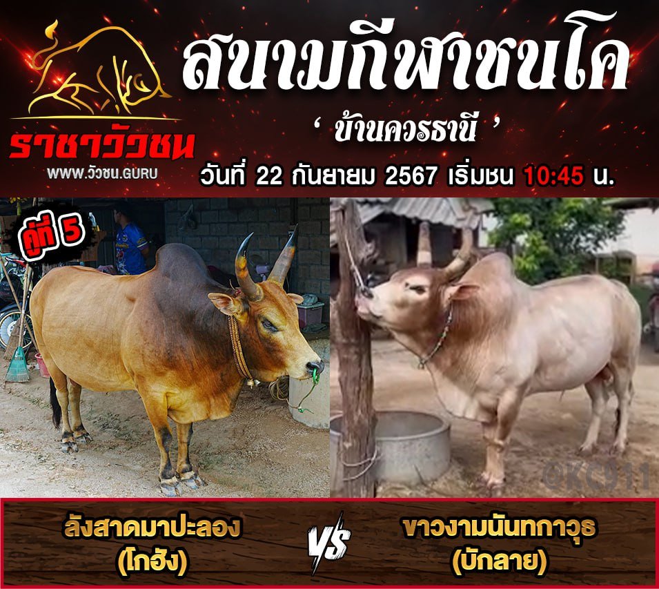 คลิปวัวชนย้อนหลัง 22-9-2567