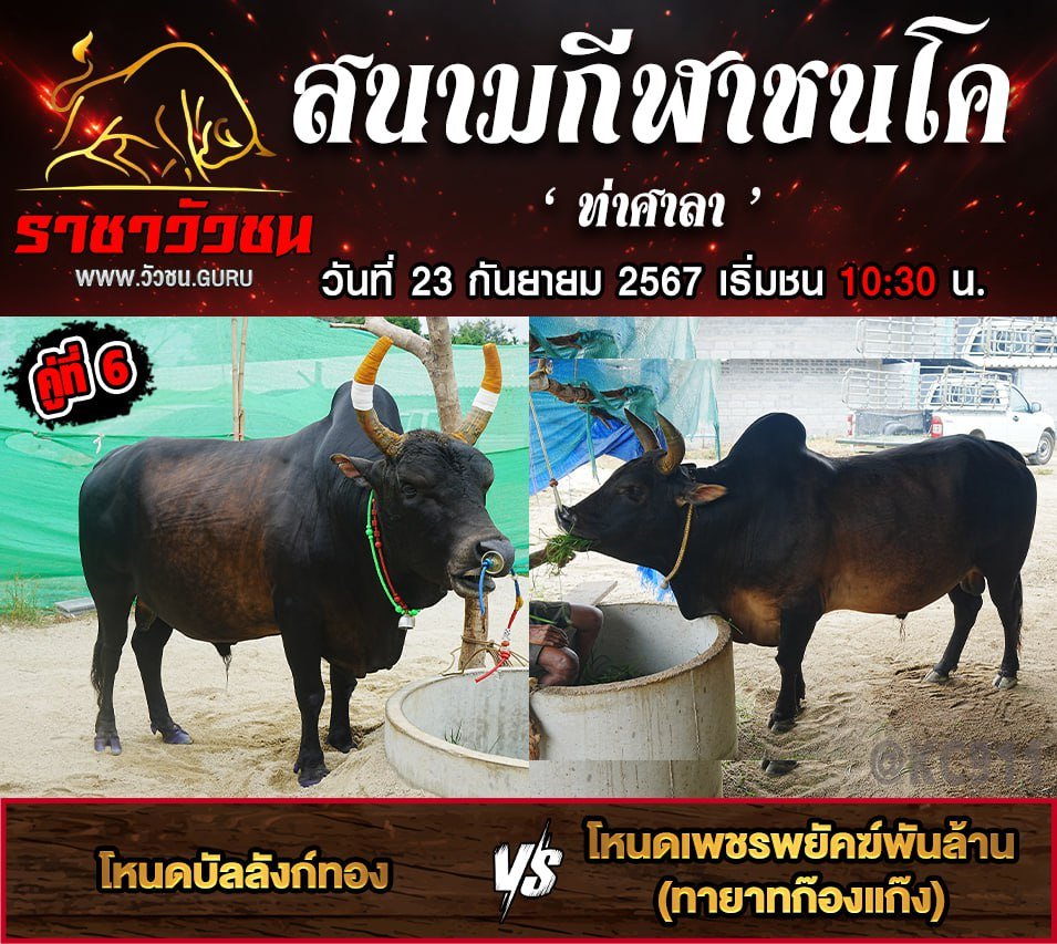 คลิปวัวชนย้อนหลัง 23-9-2567