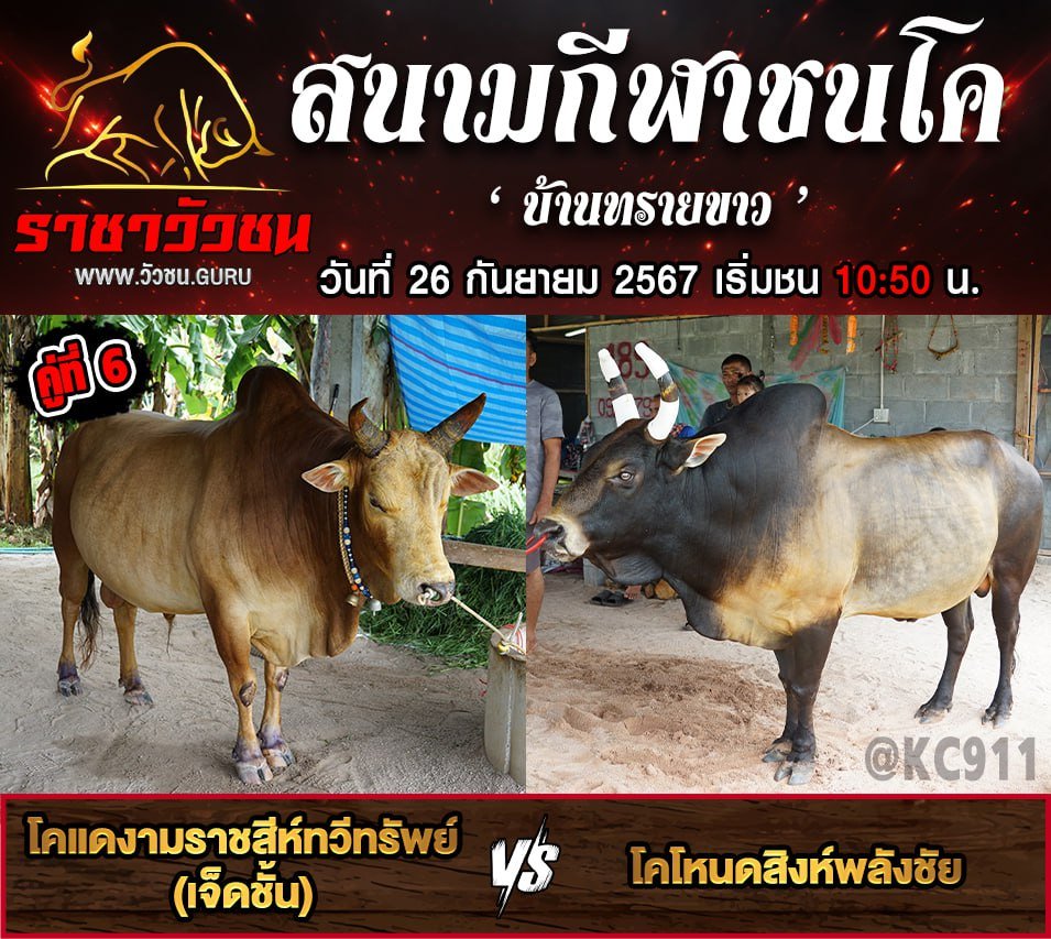 คลิปวัวชนย้อนหลัง 26-9-2567