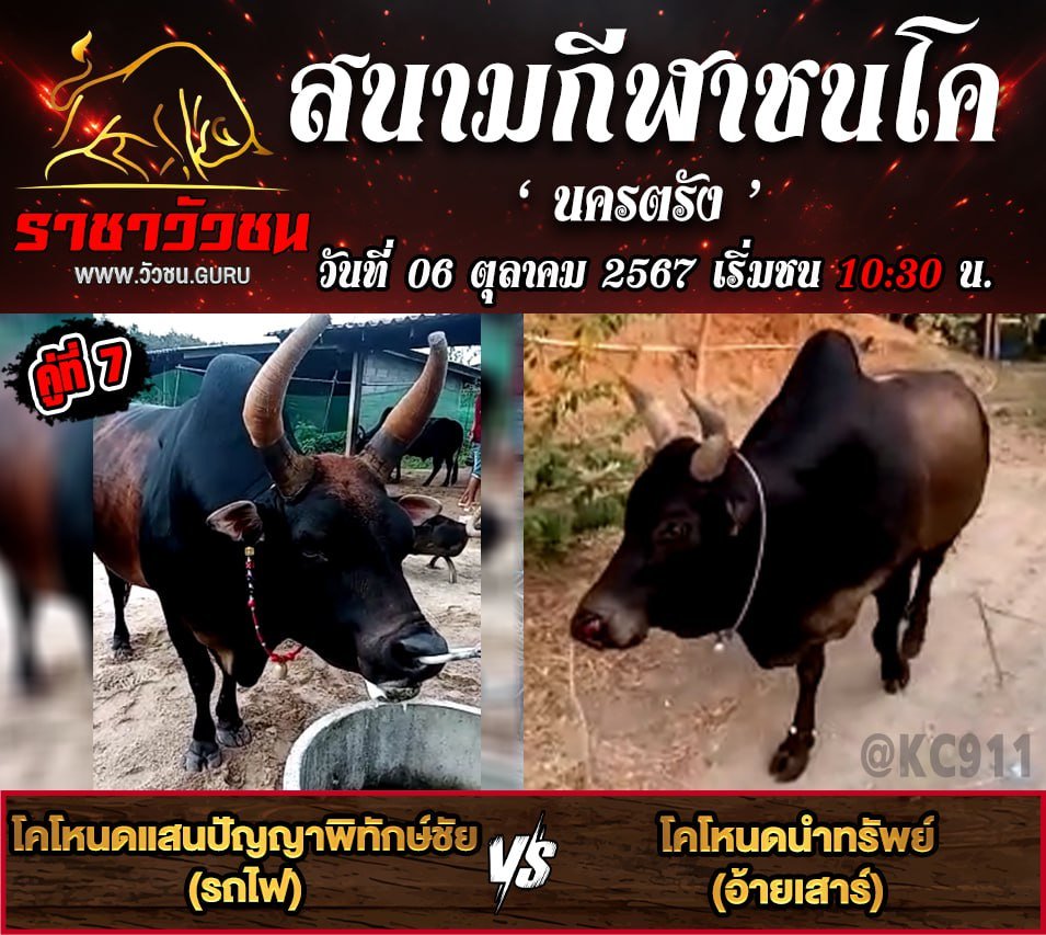 โปรแกรมวัวชน 6-10-2567
