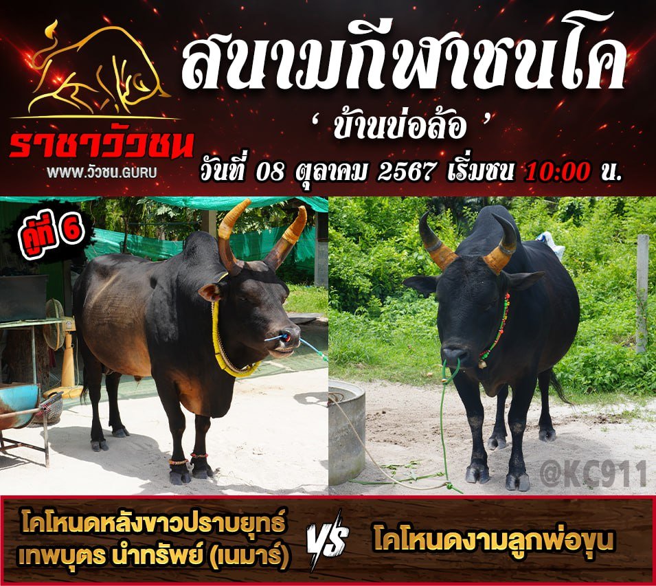 คลิปวัวชนย้อนหลัง 8-10-2567