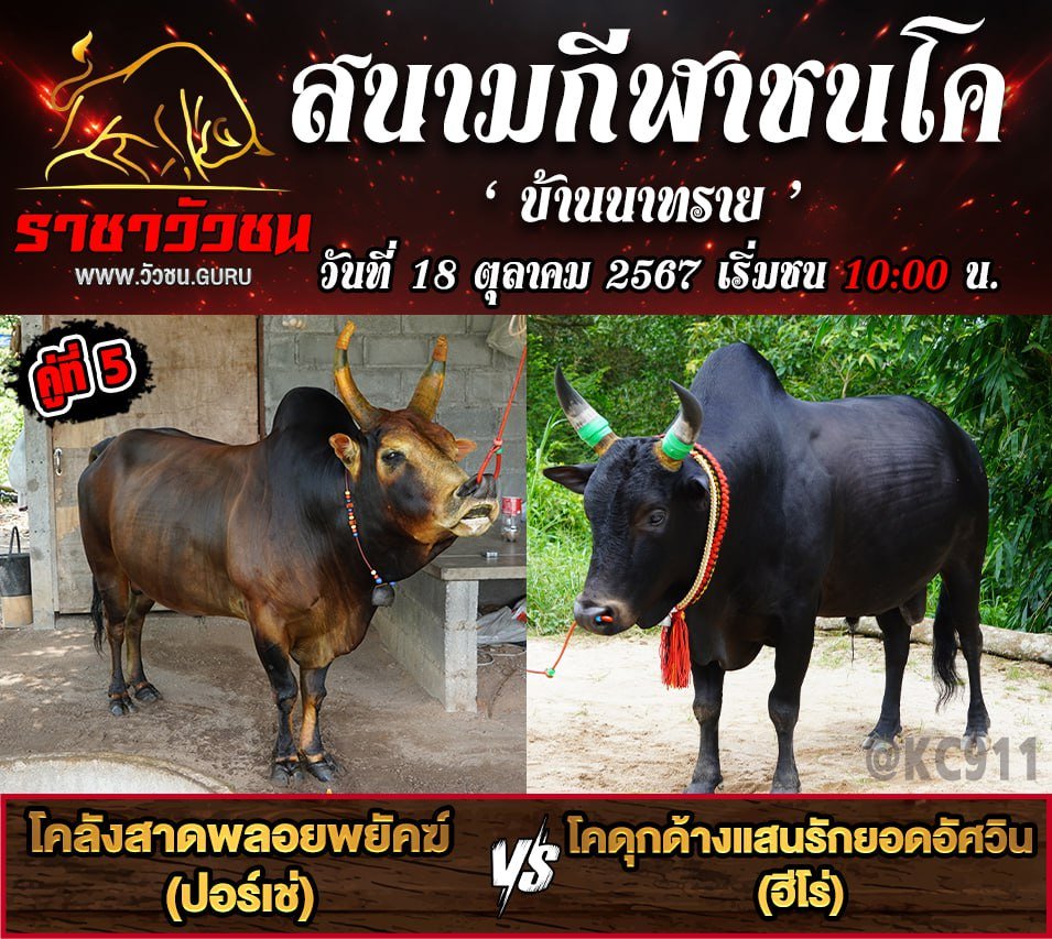 คลิปวัวชนย้อนหลัง 18-10-2567