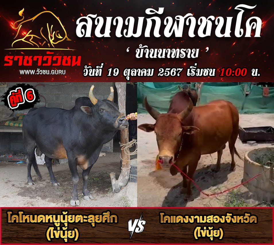 คลิปวัวชนย้อนหลัง 19-10-2567