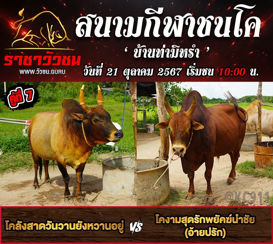 โปรแกรมวัวชน 21-10-2567