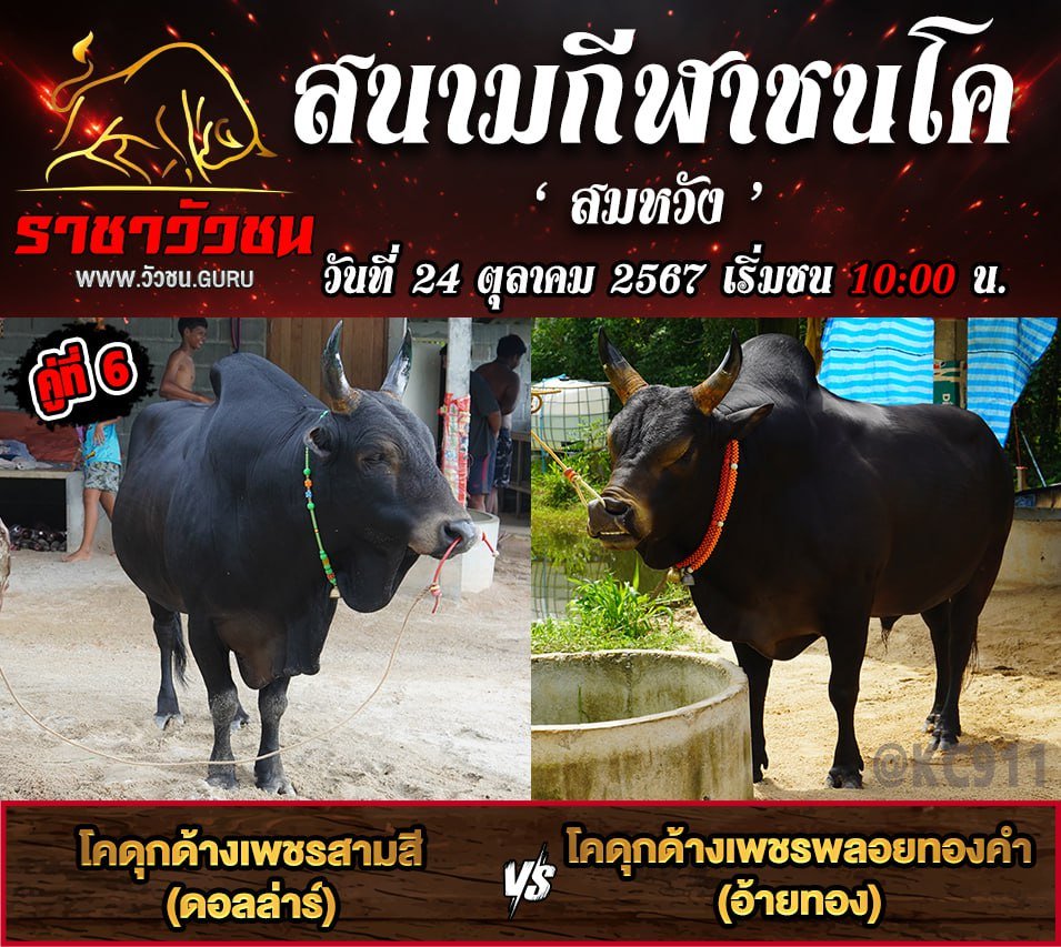 คลิปวัวชนย้อนหลัง 24-10-2567