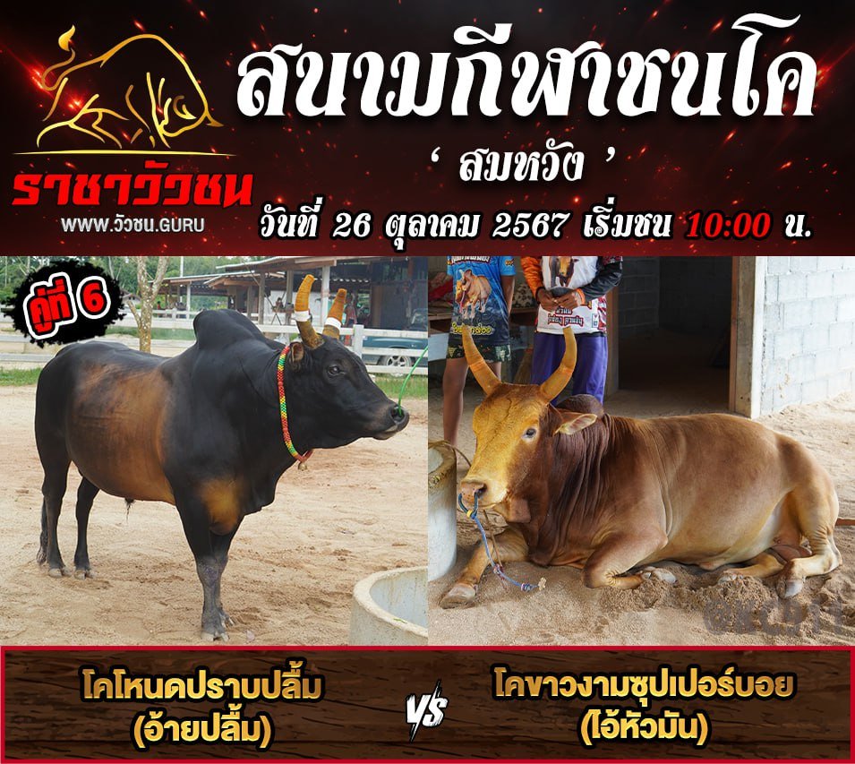 คลิปวัวชนย้อนหลัง 26-10-2567