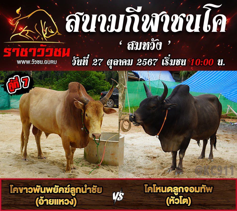คลิปวัวชนย้อนหลัง 27-10-2567