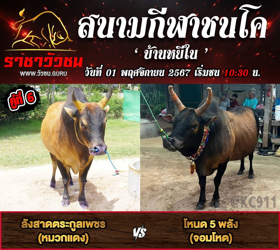 โปรแกรมวัวชน 1-11-2567