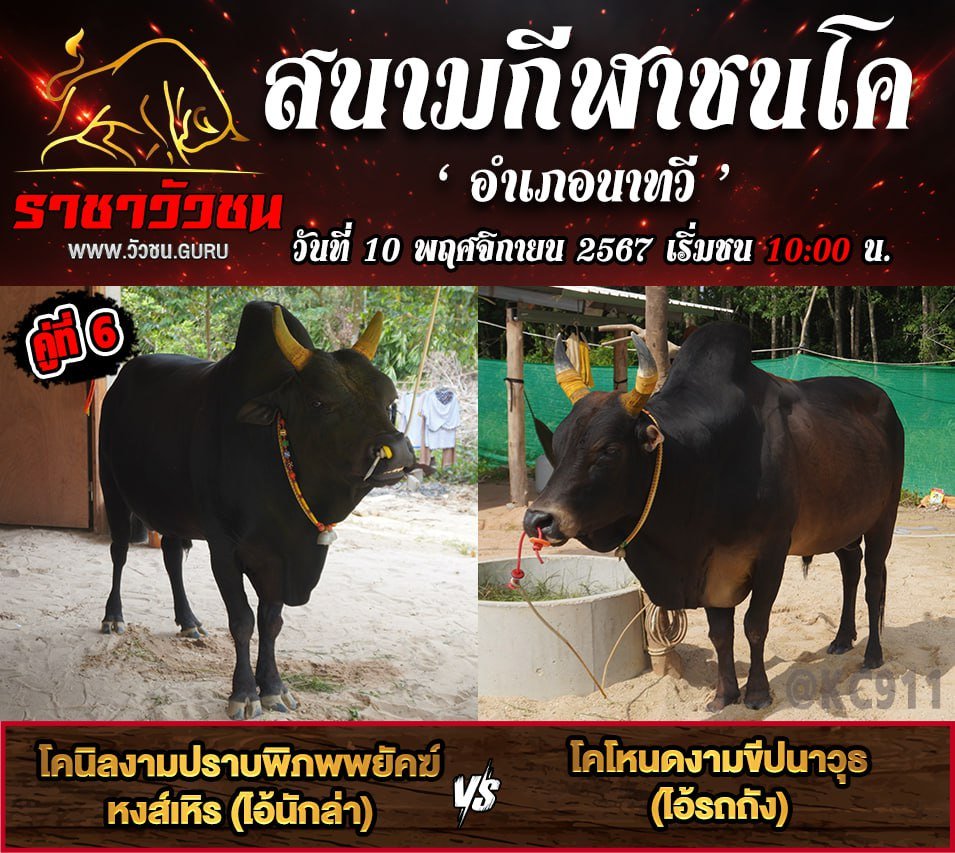 โปรแกรมวัวชน 10-11-2567