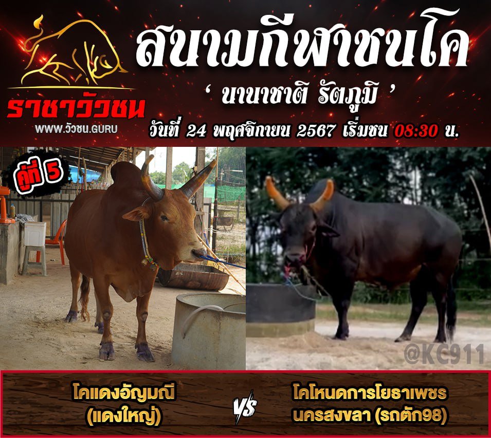 คลิปวัวชนย้อนหลัง 24-11-2567