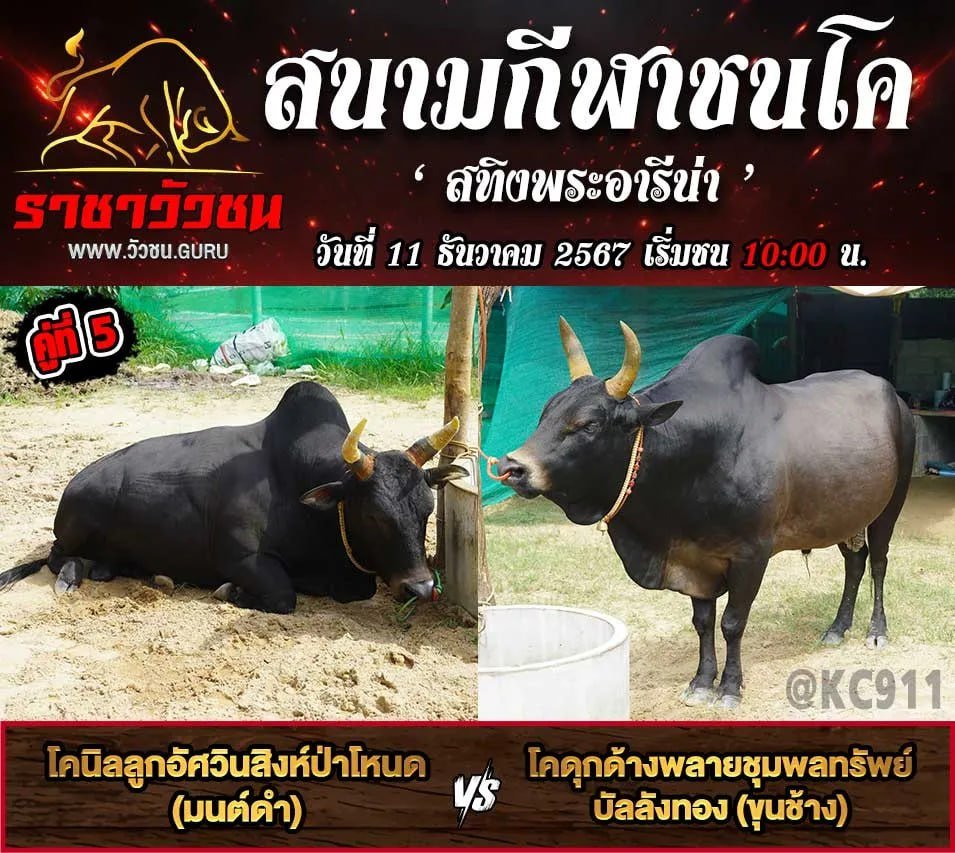 โปรแกรมวัวชน 11-12-2567