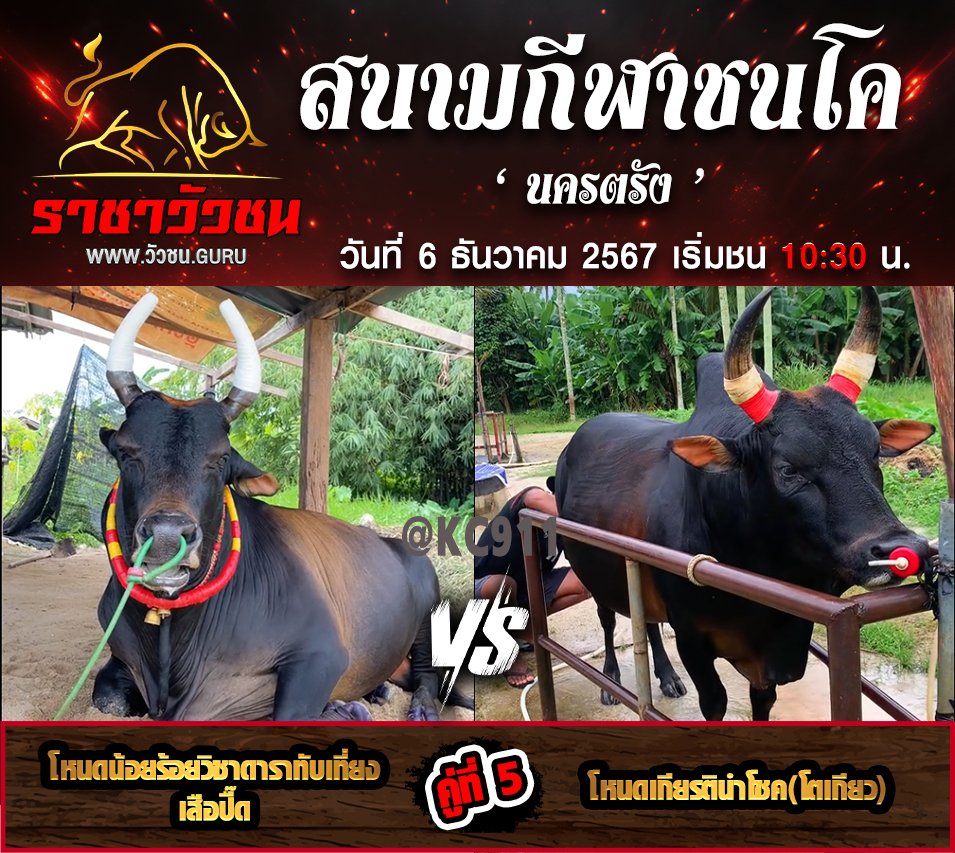โปรแกรมวัวชน 6-12-2567