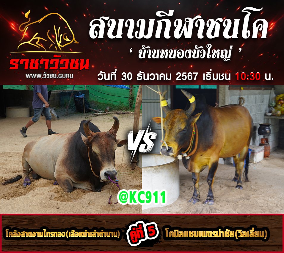 คลิปวัวชนย้อนหลัง 30-12-2567