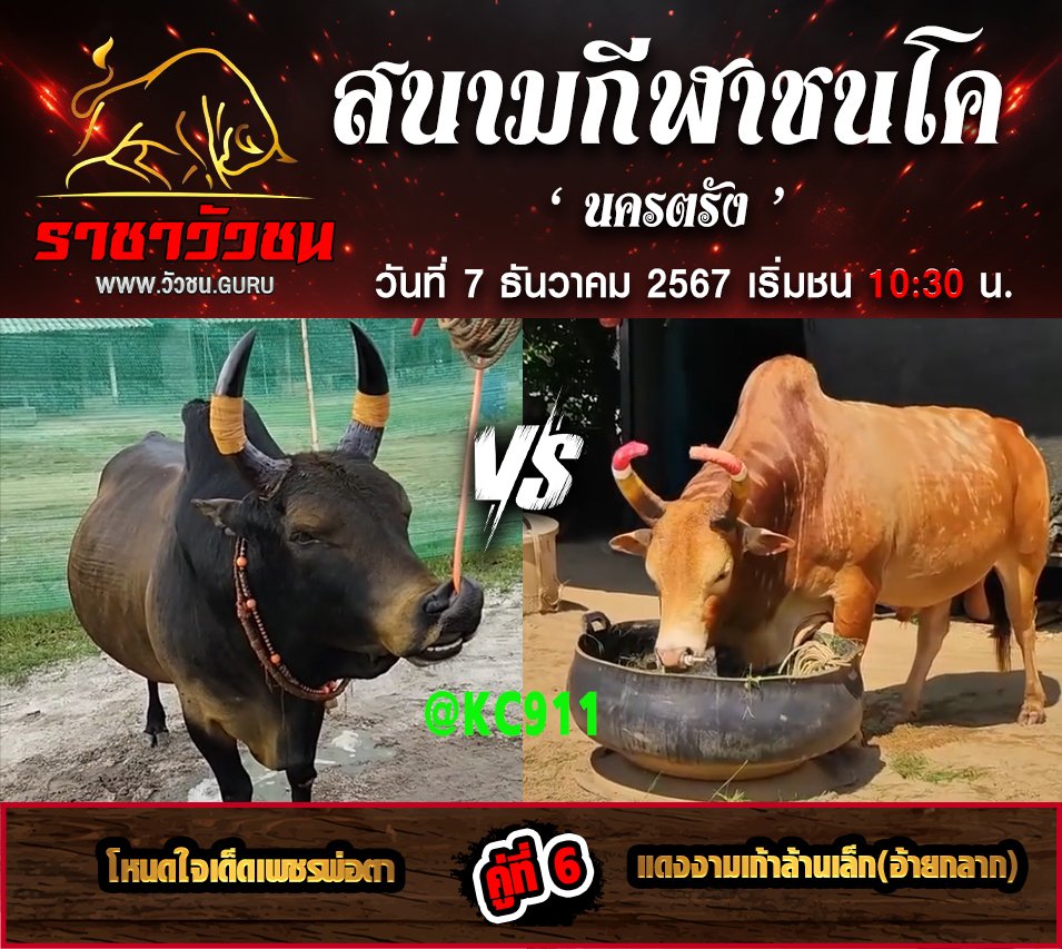 คลิปวัวชนย้อนหลัง 7-12-2567