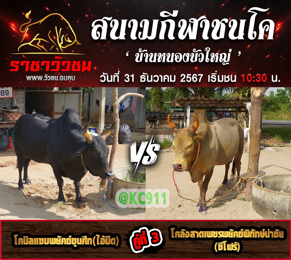 โปรแกรมวัวชน 31-12-2567
