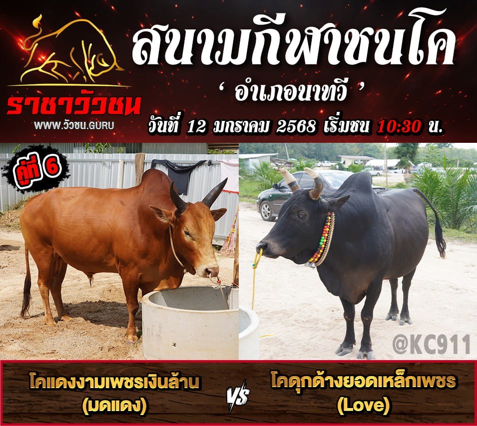 โปรแกรมวัวชน 12-1-2568