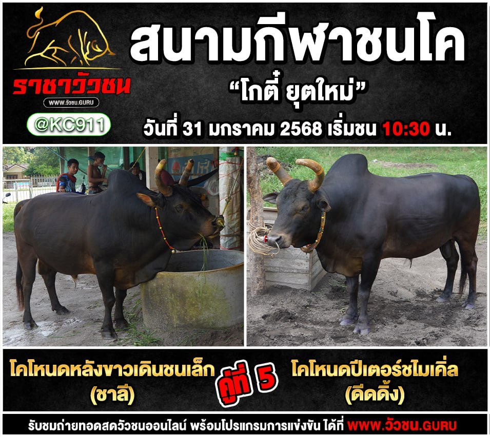 โปรแกรมวัวชน 31-1-2568