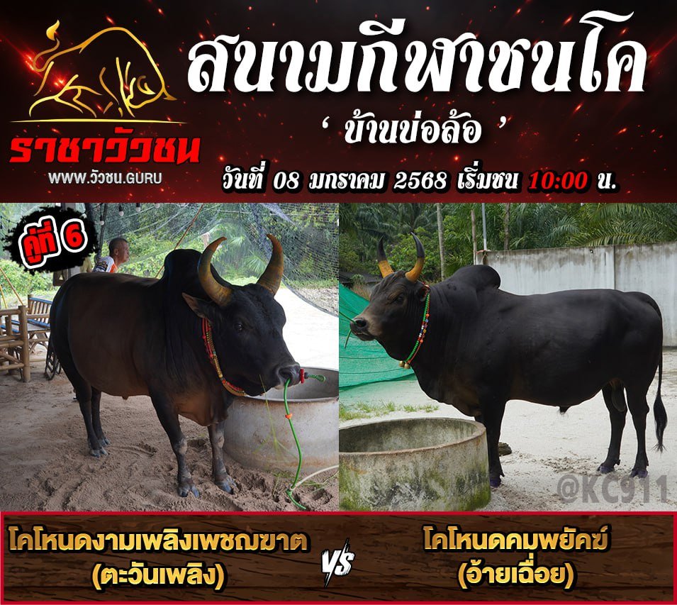 คลิปวัวชนย้อนหลัง 8-1-2568