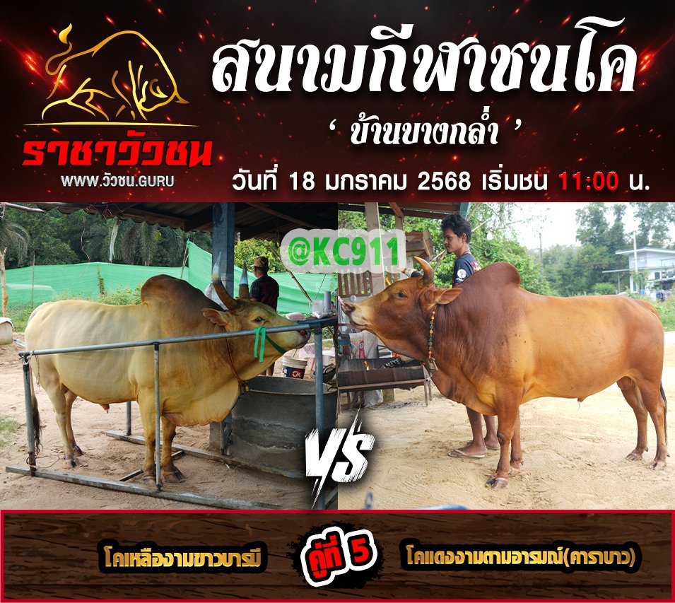 คลิปวัวชนย้อนหลัง 18-1-2568