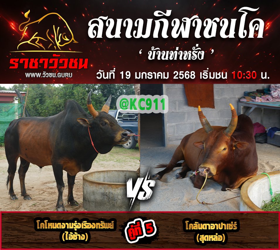 คลิปวัวชนย้อนหลัง 19-1-2568