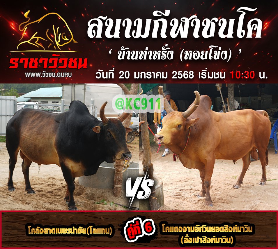 คลิปวัวชนย้อนหลัง 20-1-2568