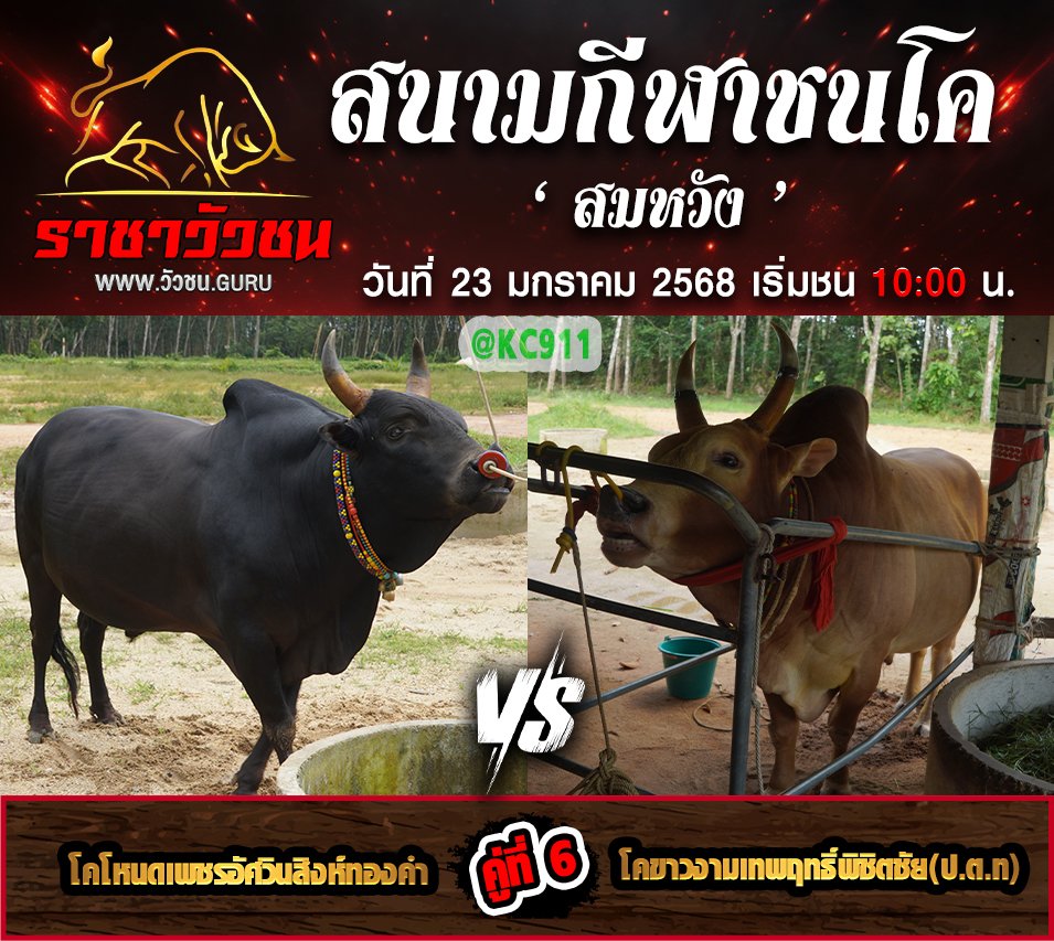 คลิปวัวชนย้อนหลัง 23-1-2568