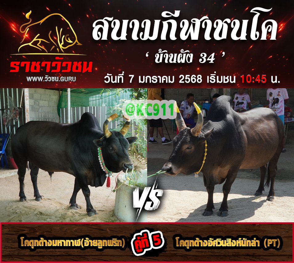 คลิปวัวชนย้อนหลัง 7-1-2568