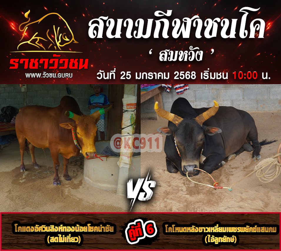โปรแกรมวัวชน 25-1-2568