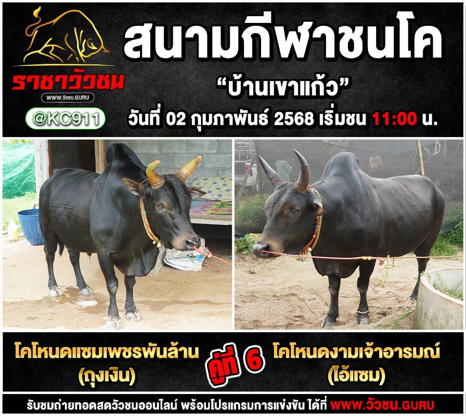 โปรแกรมวัวชน 2-2-2568