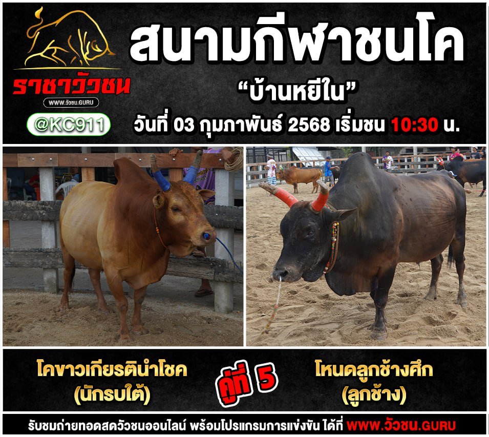 โปรแกรมวัวชน 3-2-2568