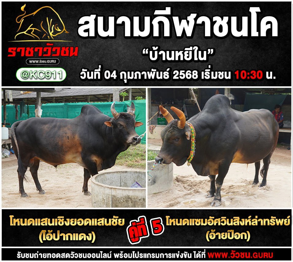 โปรแกรมวัวชน 4-2-2568