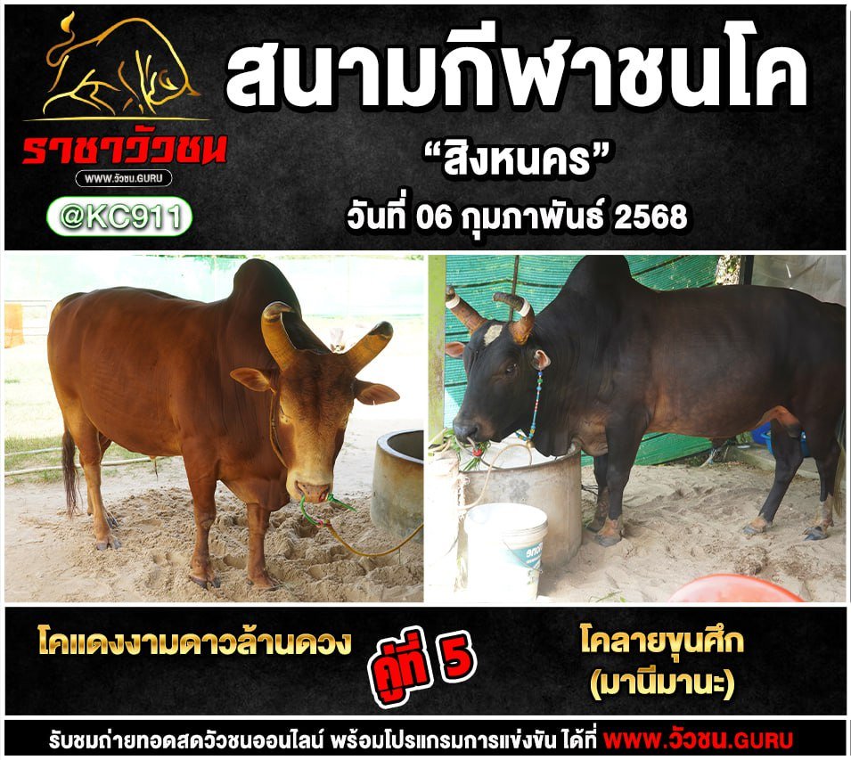 คลิปวัวชนย้อนหลัง 6-2-2568