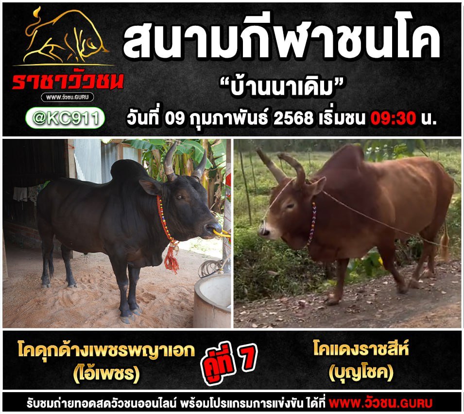 โปรแกรมวัวชน 9-2-2568
