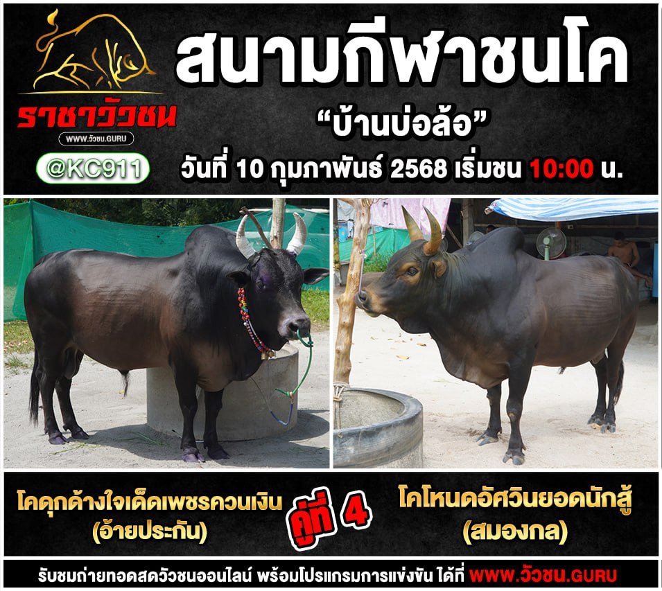 คลิปวัวชนย้อนหลัง 10-2-2568
