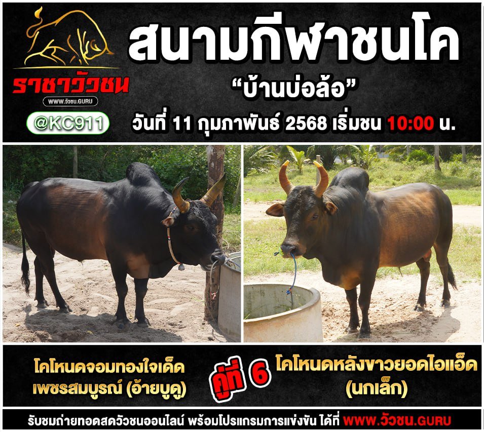 คลิปวัวชนย้อนหลัง 11-2-2568