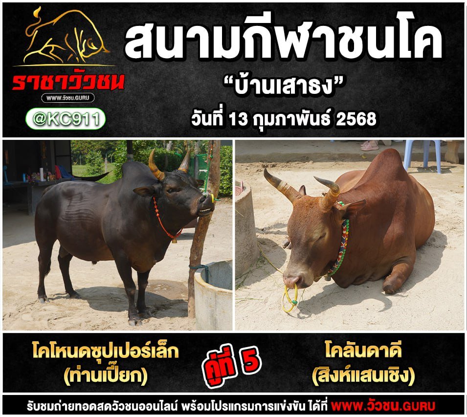 โปรแกรมวัวชน 13-2-2568