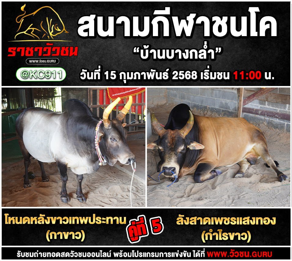 โปรแกรมวัวชน 15-2-2568
