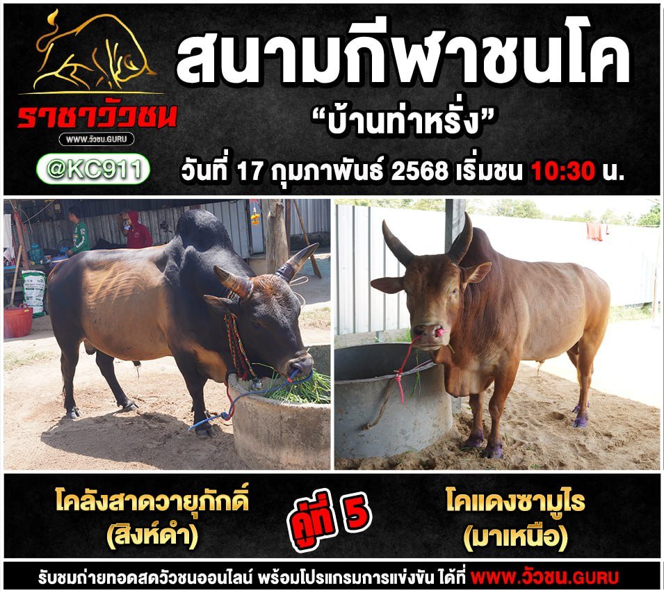 โปรแกรมวัวชน 17-2-2568