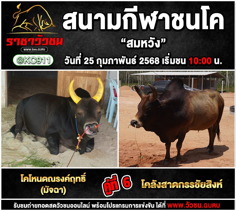 โปรแกรมวัวชน 25-2-2568